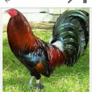 Meet your Posher, Brian daniel